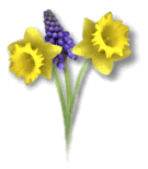 Daffodils